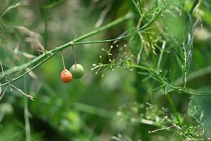 2025-08039907 Tower Hill Botanic Garden, MA